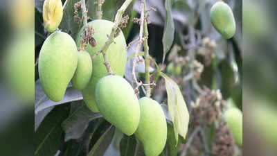 ಬೆಳೆಗಾರರಿಗೆ ನಿರಾಸೆ, ಬಿರು ಬಿಸಿಲಿಗೆ ಕಮರಿದ ಮಾವು