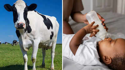 WHO ने बदली बच्‍चे को गाय का दूध पिलाने की गाइडलाइसं, जानें अब क्‍या है सही उम्र?