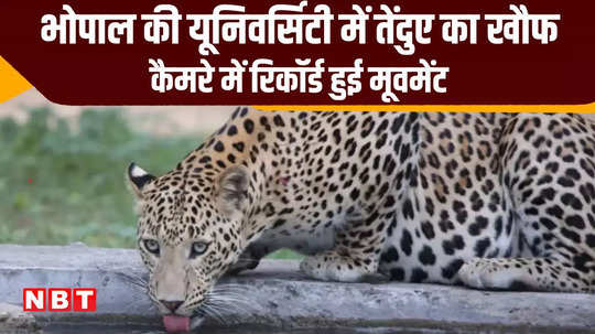 leopard seen in bhoj university people nearby got scared