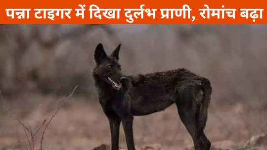 Black Wolf: भारत में पहली बार दिखा दुर्लभ जानवर! पन्ना टाइगर रिजर्व में हो रही है निगरानी