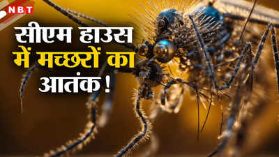 Chhattisgarh News: रायपुर में मच्छरों के आतंक से सीएम हाउस भी नहीं बचा, शहर के वीआईपी इलाकों में ज्यादा कहर!