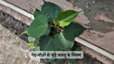 Vastu Upay : घर में उग आया पीपल कब नहीं माना जाता अशुभ, पेड़-पौधों से जुड़े इन 5 नियमों को जान लेंगे तो कभी नहीं होगी पैसों की कमी