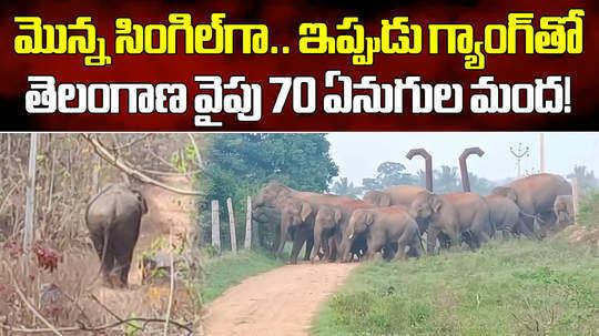 herd of wild elephants ready to enter telangana from maharashtra gadchiroli