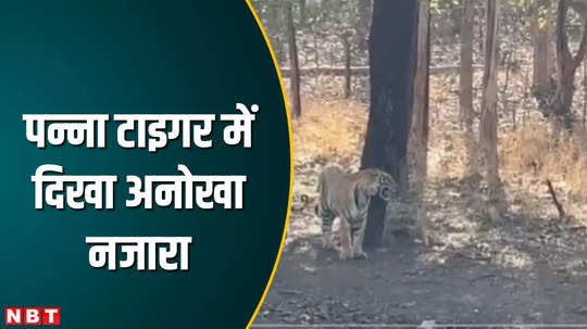 tiger royal style seen in tiger national park video went viral