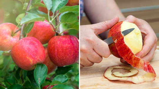 कापल्यानंतर तब्बल 2 दिवस जसच्या तसं फ्रेश व पांढरंशुभ्र राहील सफरचंद, ही एक ट्रीक लागू देत नाही ख-या रंगाला धक्का