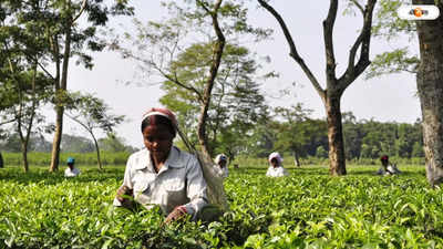 Alipurduar Tea Garden : শিলাবৃষ্টিতে বিপর্যস্ত আলিপুরদুয়ারের দু’টি চা-বাগান