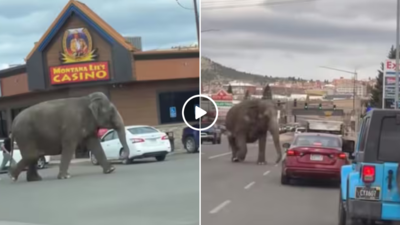 Circus Elephant Video: सर्कस से भागा हाथी अमेरिका की सड़कों पर दौड़ा, वीडियो वायरल होते ही PETA ने कही बड़ी बात