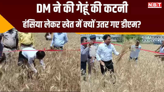 chhapra news wheat crop dm started harvesting