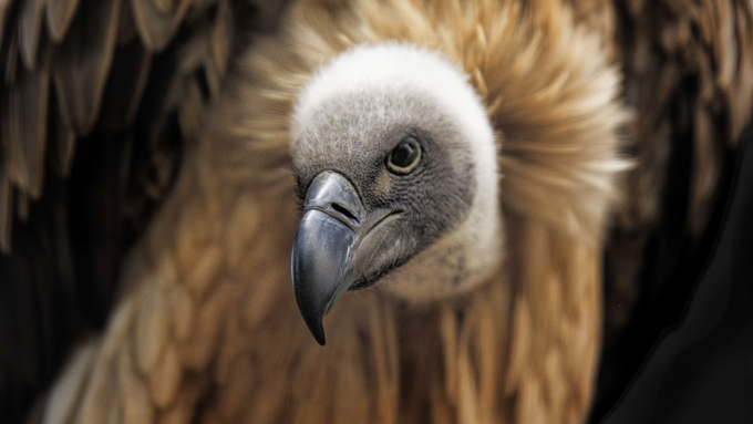 Vulture