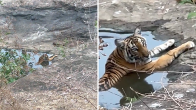 Tiger ka Video: गर्मी से राहत पाने के लिए तालाब में बैठा था टाइगर, वीडियो बनाने के लिए किया Zoom तो उसने आंखें दिखा दीं