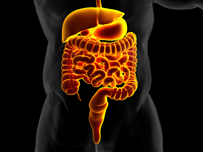 digestive system digestion intestine