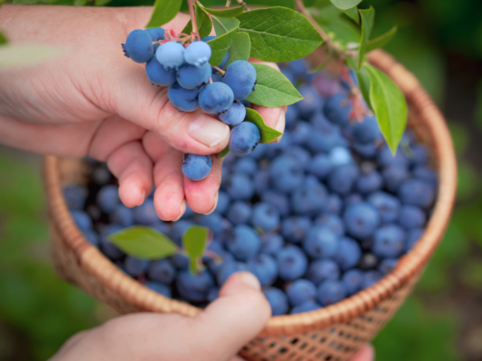 blueberry berries