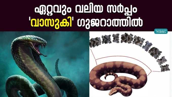 vasuki indicus: ലോകത്തിലെ ഏറ്റവും വലിയ സർപ്പം ഗുജറാത്തിൽ; അറിയാം ഇക്കാര്യങ്ങൾ