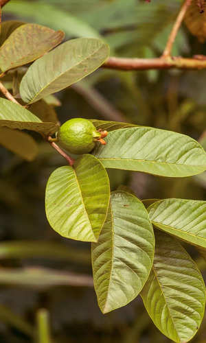 പേരയിലയുടെ ആരോഗ്യ ഗുണങ്ങൾ അറിയാമോ?