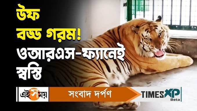 উফ বড্ড গরম! ওআরএস-ফ্যানেই স্বস্তি বাঘেদের