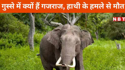 Raigarh News: जंगली हाथी के हमले से एक बुजु्र्ग की मौत, मृतक के परिजनों को मिला 25 हजार का मुआवजा