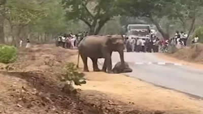 ನನ್ನ ಕಂದಮ್ಮನನ್ನು ಬದುಕಿಸಿ ಕೊಡಿ...: ಗುಂಡ್ಲುಪೇಟೆಯಲ್ಲಿ ಮನಕಲಕಿದ ತಾಯಿ ಆನೆಯ ಆಕ್ರಂದನ