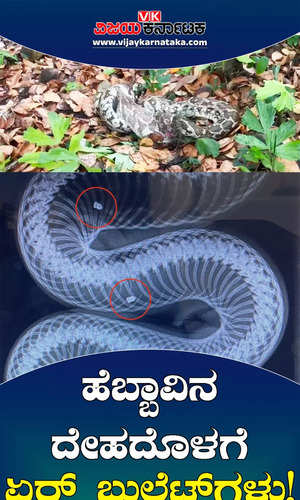 air gun pellets found in indian python snake body rescued in mangaluru anegundi bejai