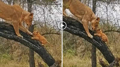 Lioness viral video: शेरनी ऐसे सिखाती है अपने बच्चों को पेड़ पर चढ़ना, जंगल का वीडियो हुआ वायरल