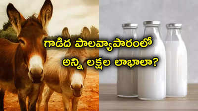 Donkey Milk: లీటర్ గాడిద పాలు రూ.7 వేలు.. నెలకు రూ.3 లక్షలు సంపాదిస్తున్న నిరుద్యోగి