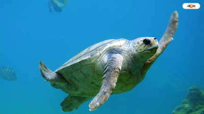 Olive Ridley Turtle: সুস্থ হওয়ার পরে অলিভ রিডলেকে বঙ্গোপসাগরে