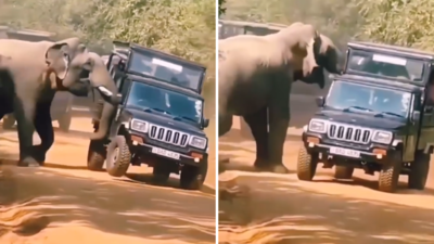 Jungle Safari Video: जंगल सफारी का आनंद उठाने गए थे टूरिस्ट, हाथी ने पलभर में यमाराज की याद दिला दी, वीडियो वायरल