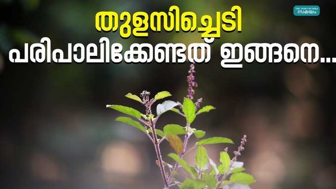 തുളസിക്കൊപ്പം ഈ ചെടി വളരാൻ അനുവദിക്കരുത്; വൈകുന്നേരം ഇല നുള്ളരുത്