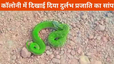 Shivpuri News: शिवपुरी में दिखा दुर्लभ प्रजाति का सांप, जिसने भी देखा हो गया हैरान, सर्पमित्र ने किया रेस्क्यू