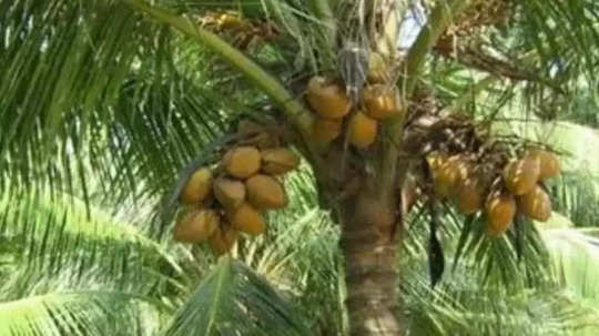 ತೆಂಗು ಉಳಿಸುವ ಧಾವಂತ; ಈ ವರ್ಷ ಫಸಲು ಬೇಡ, ಮರ ಉಳಿದರೆ ಸಾಕೆನ್ನುತ್ತಿದ್ದಾರೆ ರೈತರು!