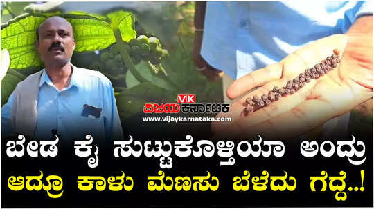 a successful haveri farmer grows pepper on three acres