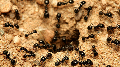 Black Ants: ಮನೆಗೆ ಈ ದಿಕ್ಕಿನಿಂದ ಕಪ್ಪು ಇರುವೆ ಬಂದ್ರೆ ಹಣದ ಮಹಾ ಮಳೆಯಾಗೋದು ಪಕ್ಕಾ..!