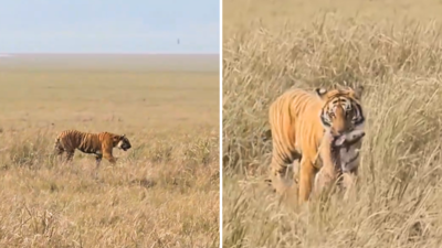 Jim Corbett Ka Video: टाइगर से बचने के लिए घास में छिप गया नन्हा हिरण, खूंखार बाघ ने 15 सेकंड में ढूंढकर खेल खत्म कर दिया