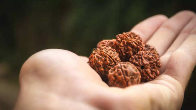 rudraksha