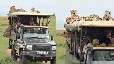 Cheetah Ka Video: जंगल सफारी पर गए थे टूरिस्ट, 4 चीतों ने उनकी जीप पर जमा लिया कब्जा, धड़कने बढ़ाने वाला वीडियो वायरल