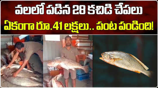 28 kachidi fishes sold for 41 lakhs at antarvedi in ambedkar konaseema district