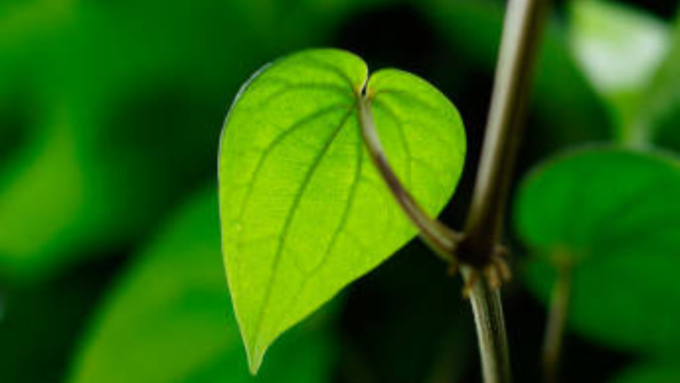 ​ವೀಳ್ಯದೆಲೆ​