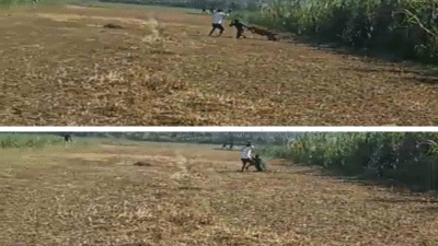 खेतों में फसल काट रहे किसानों पर तेंदुए ने किया हमला, 3 किसान घायल