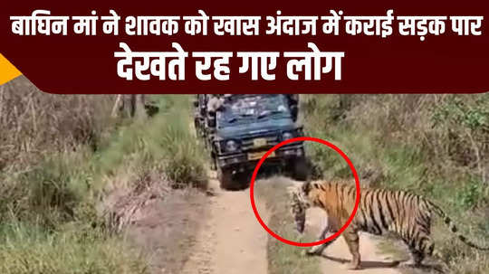 mp mandla news kanha tiger reserve tigress mohini seen crossing the road with her cub