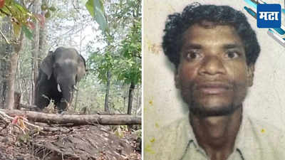 भय इथले संपत नाही! आधी तेलंगणा आता महाराष्ट्रात हत्तीची दहशत, तीन निष्पापांनी गमावला जीव