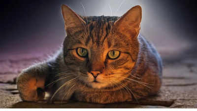 Cat Astrology Tips: বাড়িতে ভুলেও বেড়াল পুষবেন না এই ৫ রাশির জাতকরা, হতে পারে বড় বিপদ
