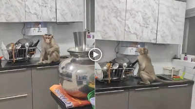 Bengaluru Viral Video: इसे कहते हैं होशियार बंदर! लगी प्यास तो घर में घुस कर प्यूरीफायर से पीने लगा पानी