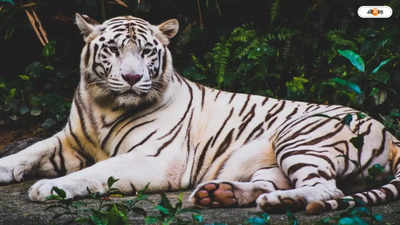 Alipore Zoo : ভাইজ়্যাগ থেকে আলিপুর চিড়িয়াখানায় সাদা বাঘ