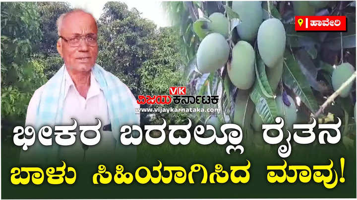 farmer success story a haveri farmer who grew good mangoes even in drought