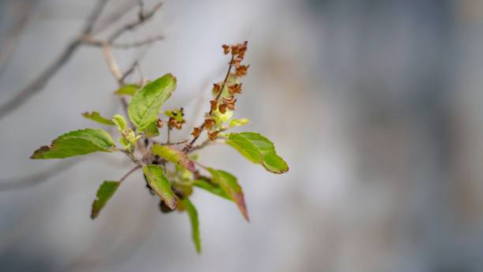 Tulsi Plant