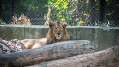 Patna Zoo: 12 टांके और 5 घंटे चला सम्राट का ऑपरेशन, कैंसर पीड़ित पटना जू के शेर को मिला जीवनदान