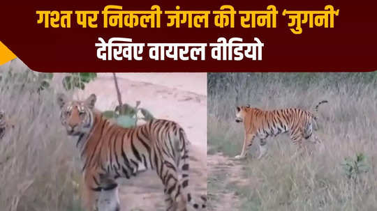 seoni tiger family having fun in pench national park watch viral video