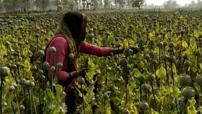 अफीम की खेती से किसानों का क्यों हो रहा है मोहभंग? बाराबंकी समेत 6 जिलों में जोतवा दी 90 फीसदी फसल