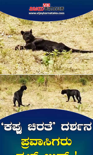 black panther live in nagarhole forest