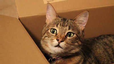 यूटा: कपल ने गलती से अमेजन रिटर्न बॉक्स में भेज दी अपनी पालतू बिल्ली, हफ्तेभर में फिर ऐसे वापस मिली