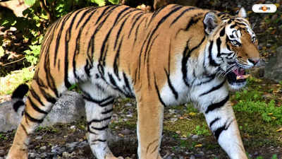 Buxa Tiger Reserve : কথা ছিল উড়িয়ে আনার, হেঁটেই মানসের বাঘ ঢুকে পড়ল বক্সায়!